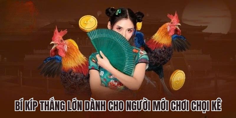 Bí kíp thắng lớn dành cho người mới chơi chọi kê